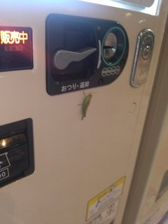 ばった2.jpg