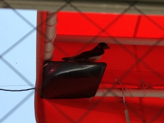 swallow2.jpg
